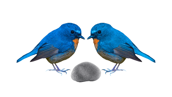 Can a franchise be your solution? Two Birds – One&nbsp;Stone